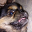 Angry Dog &gt;:(