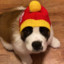 puppy with warm hats