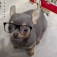 estudiosin avatar