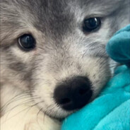 天天煮你那破饭