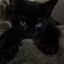 black cat