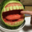 Forbidden Melon