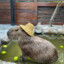 Capybara