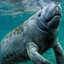 TheTrashManatee