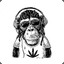 chimpancé-latino