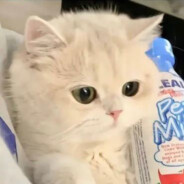 N E K O( •̀ ω •́ )✧🔥