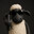 SYM.Sh33Py