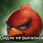 PENTA Sports SolEk