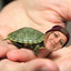 lexitheturtle