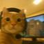 CAT pro minecraft player