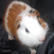 自信女人不怕对枪