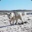 WildWolf