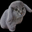 cabbit