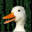 cyberduck31