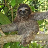 AlcoholicSloth