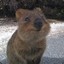 JollyQuokka