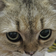 我的小猫叫哆哆