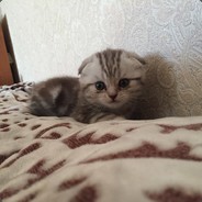 жавая Шпага