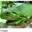 frogge gamer