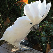(76) papug