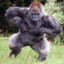 Silverback Gorilla