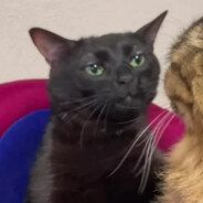 булочка с корицей