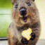 quokkawantsthatbread