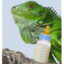 Iguana Milk