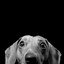 puppydoeez