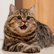 Вездессущий Котя