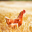 old_chicken