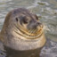 seal