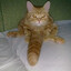 flabbytabby101