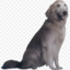 dog hellcase.com