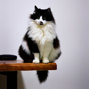 盲钩屠屠屠屠屠夫