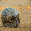 Pangolin