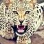 顙Leopard顣