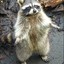 Greedy_raccoon