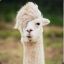 Alpaca KING