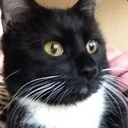 Tubby Kitty