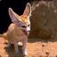 fennec