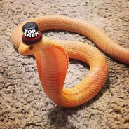 Snek