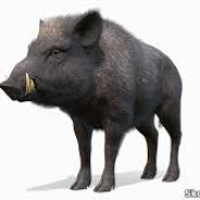 EagerBoar107 @bandit