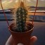 Nacho The Cactus