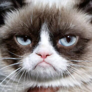 GrumpyKatt