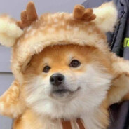 重生之连连看大王