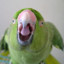 Talkingbirdguy