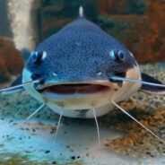 Fish - steam id 76561197961484251