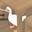 Gooze