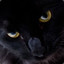 [KVTV]Black cat